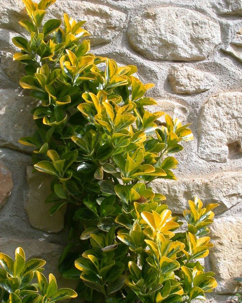 Euonymus fortunei 'Emerald 'n' Gold' (Fusain de Fortune 'Emerald'n Gold')