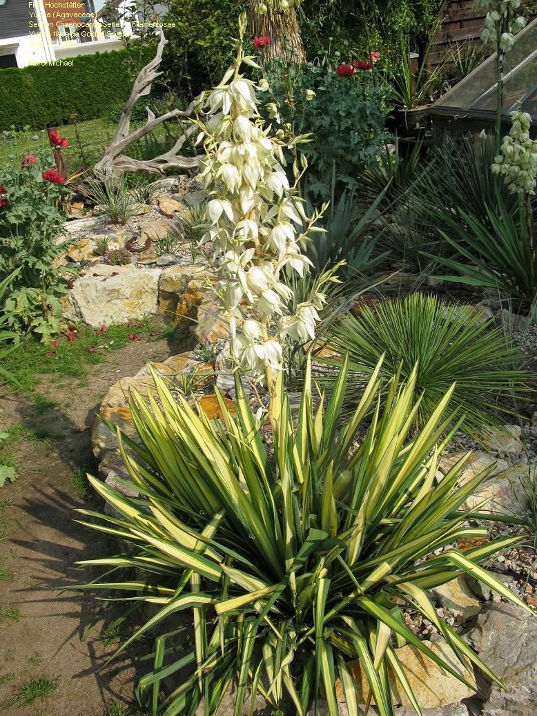 Yucca filamentosa 'Golden Sword' (Yucca filamentosa 'Golden Sword')