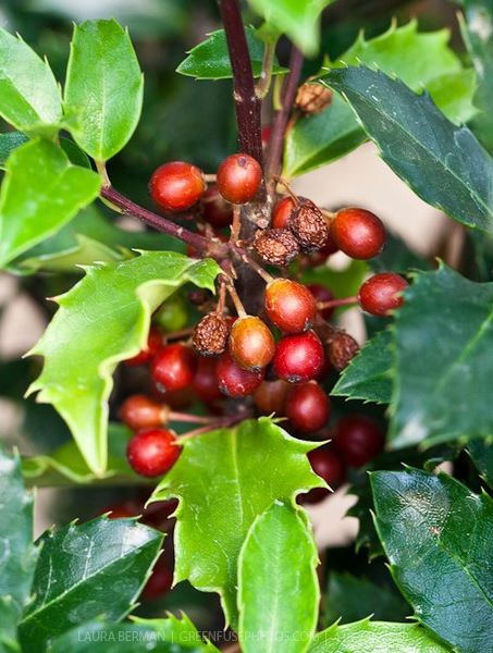 Ilex meserveae 'Blue Boy & Girl' (Houx ‘Blue Girl & Boy’)