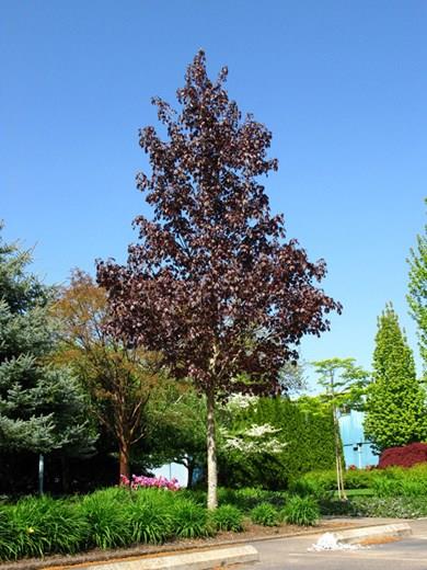 Acer truncatum x platanoides 'Crimson Sunset' (Érable argenté hybride ‘Crimson Sunset’)