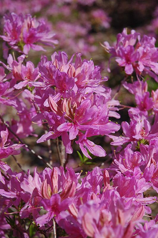 Azalea 'Orchid light' (Azalée ‘Orchid Lights’)