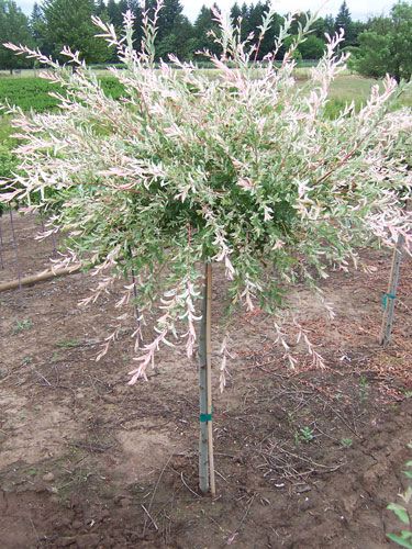 Salix integra 'Hakuro-nishiki' (sur tige) (Saule maculé ‘Hakuro Nishiki’ sur tige)