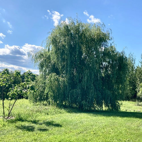 Salix alba 'Tristis' (Saule pleureur doré)