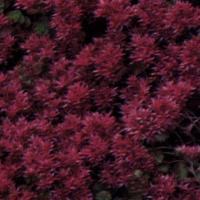 SEDUM spurium 'Dragon's Blood'