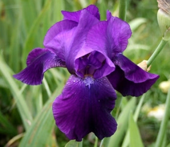 Iris 'Sign of Leo' (Iris remontant 'Sign of Leo')