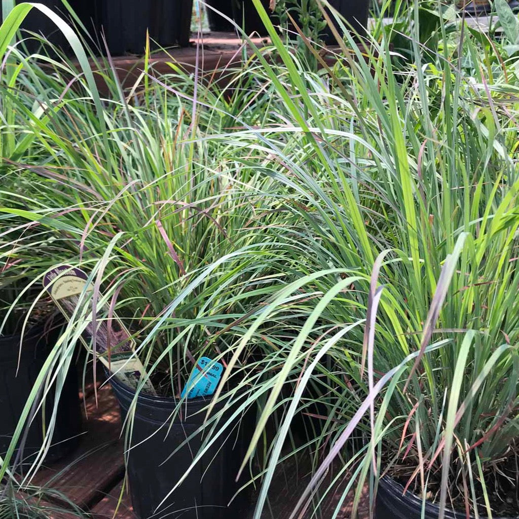 Schizachyrium scoparium 'Standing Ovation' (Barbon à balai 'Standing Ovation')