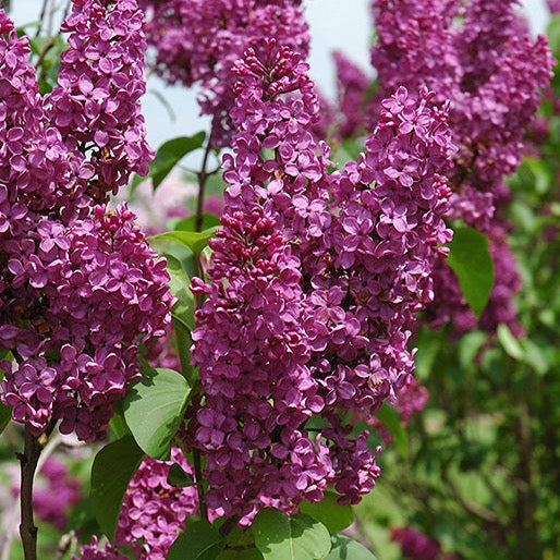 Syringa vulgaris 'Ludwig Spaeth' (Lilas commun 'Ludwig Spaeth')