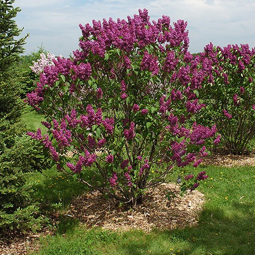 Syringa vulgaris 'Ludwig Spaeth' (Lilas commun 'Ludwig Spaeth')