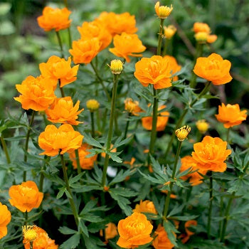 TROLLIUS x. cultorum ‘Orange Queen’