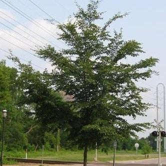 Ulmus 'Triumph' ('Morton Glossy') (Orme hybride ‘Triumph’ (Morton Glossy))