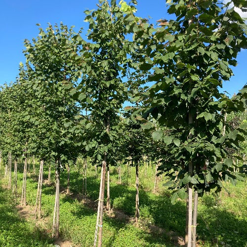 Ulmus 'New horizon' (Orme hybride ‘Resista’ (’New Horizon’))