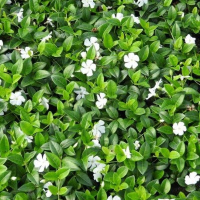 VINCA minor 'alba'