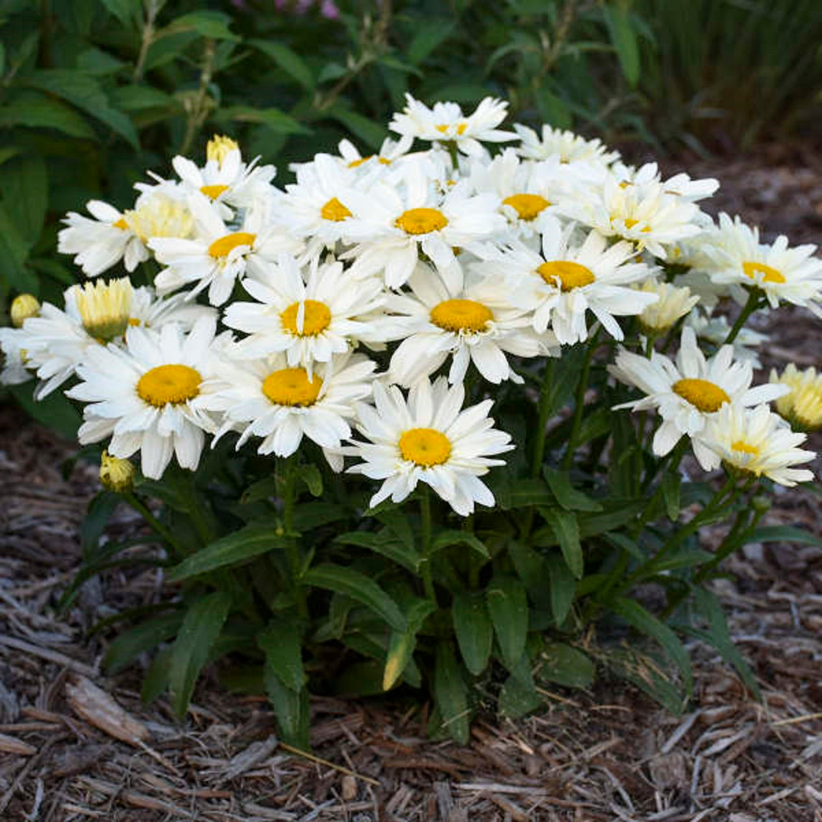 LEUCANTHEMUM ou Chrysanthemum ‘Spoonful of Sugar’