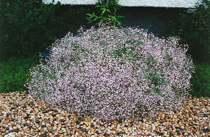 GYPSOPHILA paniculata ‘Pink Fairy’