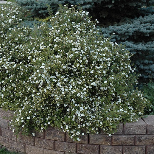 Potentilla fruticosa 'Abbotswood' (Potentille ‘Abbotswood’)