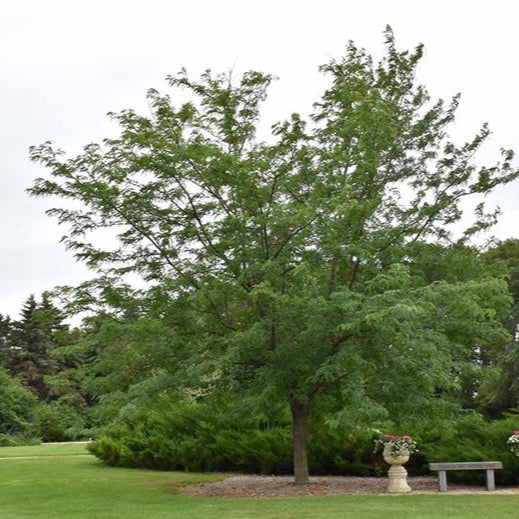 Gleditsia triacanthos 'Northern Acclaim' (Févier d’Amérique sans épine ‘Northern Acclaim’)