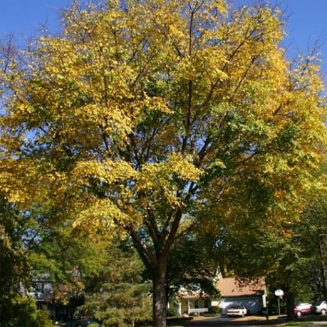 Ulmus 'Morton' Accolade (Orme hybride ‘Accolade’ (ou 'Morton’))