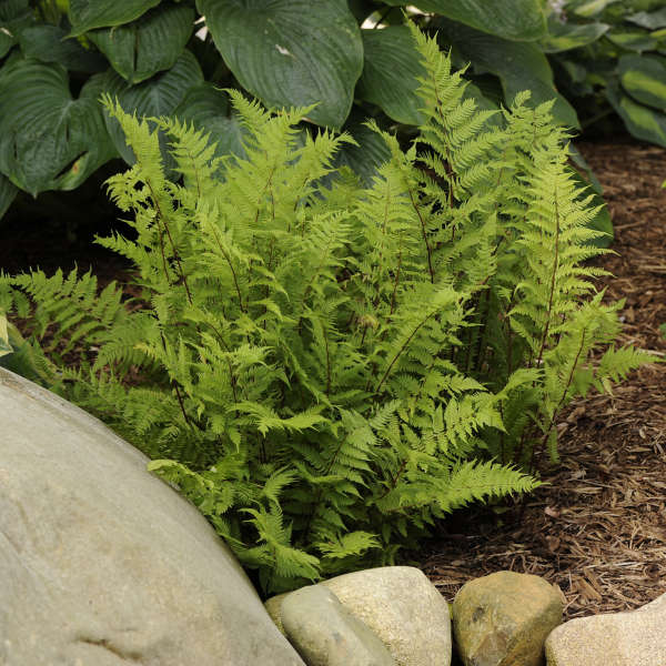 ATHYRIUM filix-femina ‘Lady in Red’