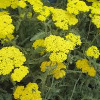 ACHILLEA millefolium ‘Sunny Seduction’