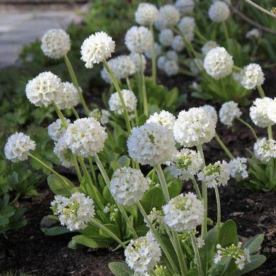 PRIMULA denticulata ‘alba’