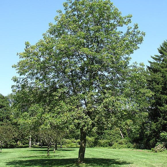 Aesculus glabra (Marronnier glabre)