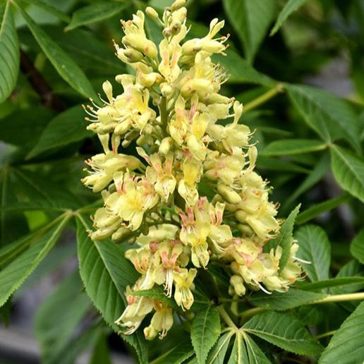 Aesculus glabra (Marronnier glabre)