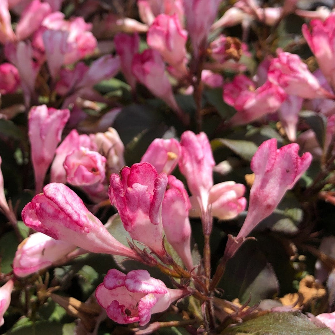 Weigela 'Afterglow' (Weigela 'Afterglow')