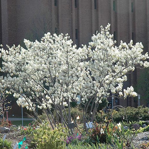 Amelanchier x grandiflora 'Autumn brilliance' (Amélanchier à grandes fleurs ‘Autumn Brillance’)