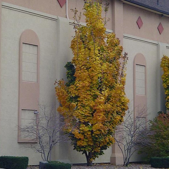 Acer platanoides 'Columnare' (Érable de Norvège ‘colonnaire’)