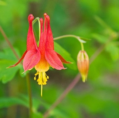 AQUILEGIA canadensis (Ancolie du Canada)