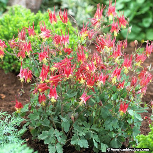 AQUILEGIA canadensis ‘Little Lanterns’