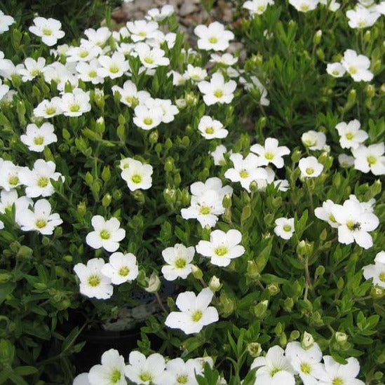 ARENARIA montana (Sabline des Montagnes)