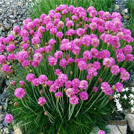 ARMERIA maritima ‘splendens’