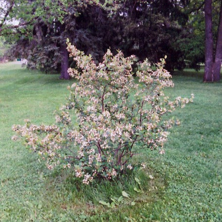 Aronia melanocarpa (Aronie)