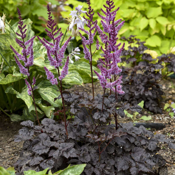 Astilbe x 'Darkside of the Moon' (Astilbe 'Darkside of the moon')