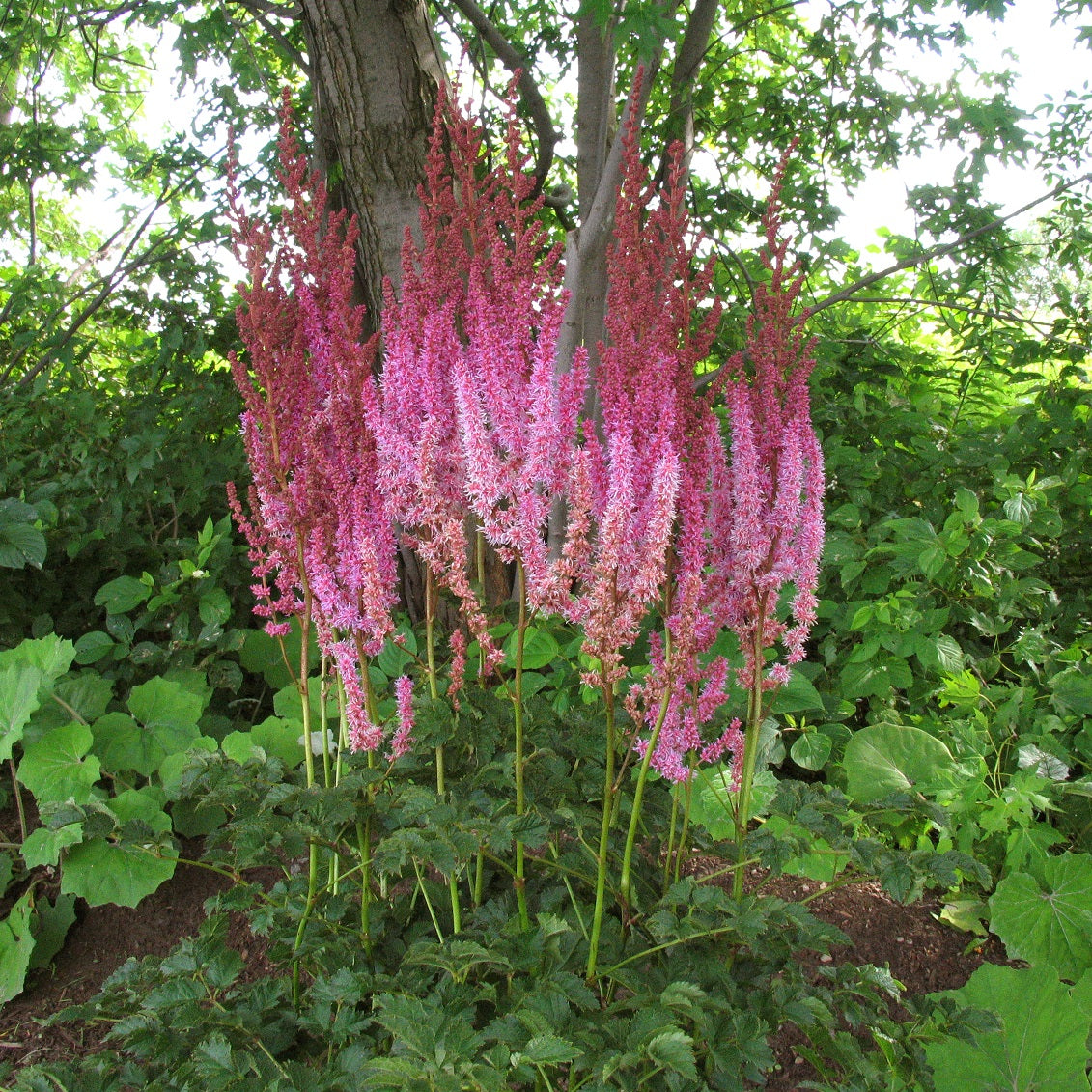 ASTILBE chinensis taquetii ‘Superba’