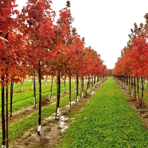 Acer x freemanii 'Autumn Blaze'' (Érable de Freeman ‘Autumn Blaze’)