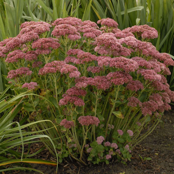 SEDUM spectabile ‘Autumn Fire’