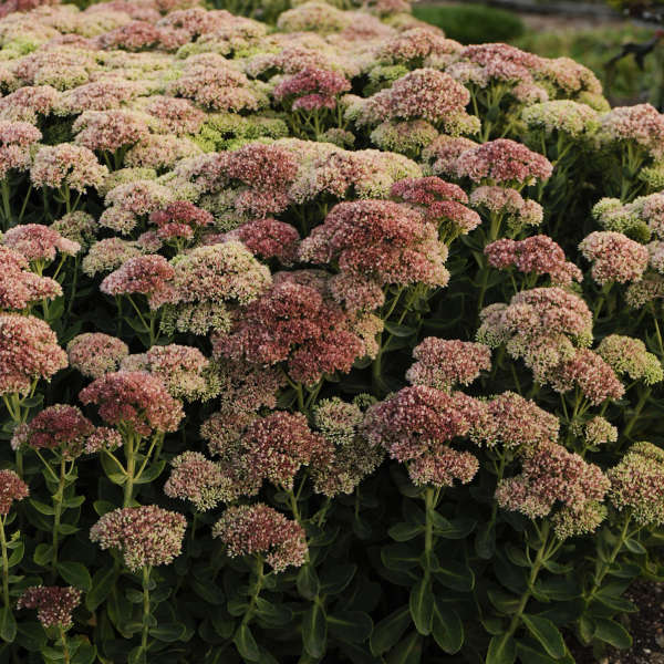 SEDUM spectabile ‘Autumn Fire’