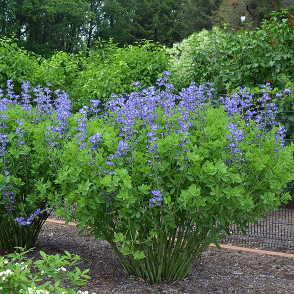 BAPTISIA australis