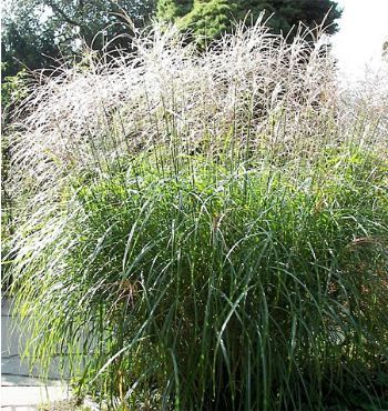 MISCANTHUS sinensis ‘Sirene’