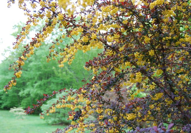 berberis thunbergii 'Royal Cloak' (Berberis thunbergii ‘Royal Cloak’)