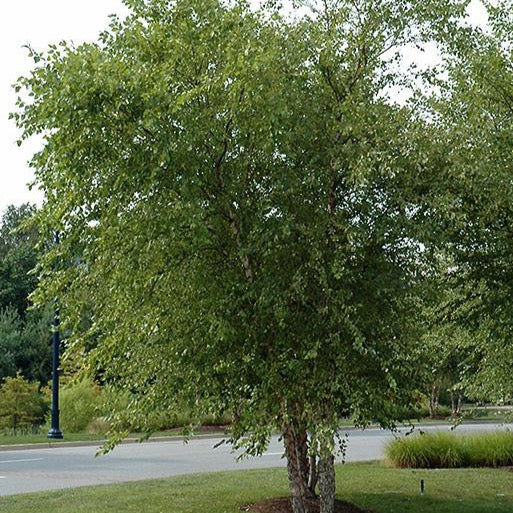 Betula nigra multi-troncs (Bouleau noir multi troncs)