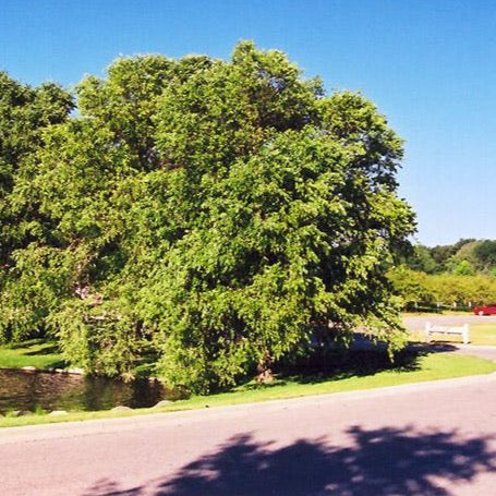 Betula nigra (Bouleau noir)