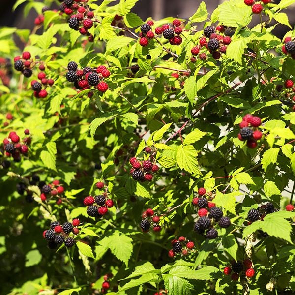 Rubus 'Bristol' (Framboisier 'Bristol')