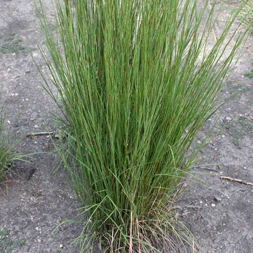 Schizachyrium scoparium 'Blaze' (Barbon à balai 'Blaze')