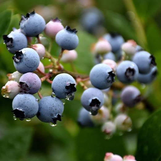 Vaccinium 'Bluecrop' (Bleuet ‘Blue Crop’)