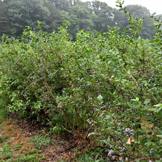 Vaccinium 'Bluecrop' (Bleuet ‘Blue Crop’)