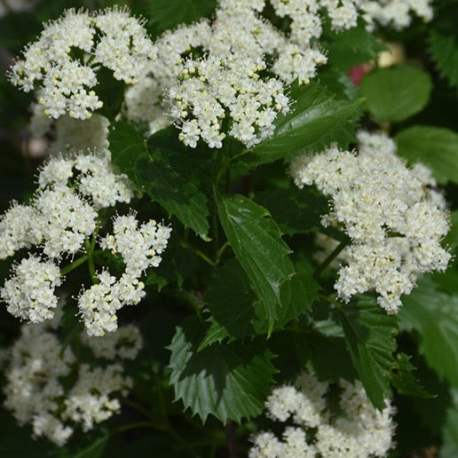 Viburnum dentatum 'Blue Muffin' PW (Viorne ‘Blue Muffin’)