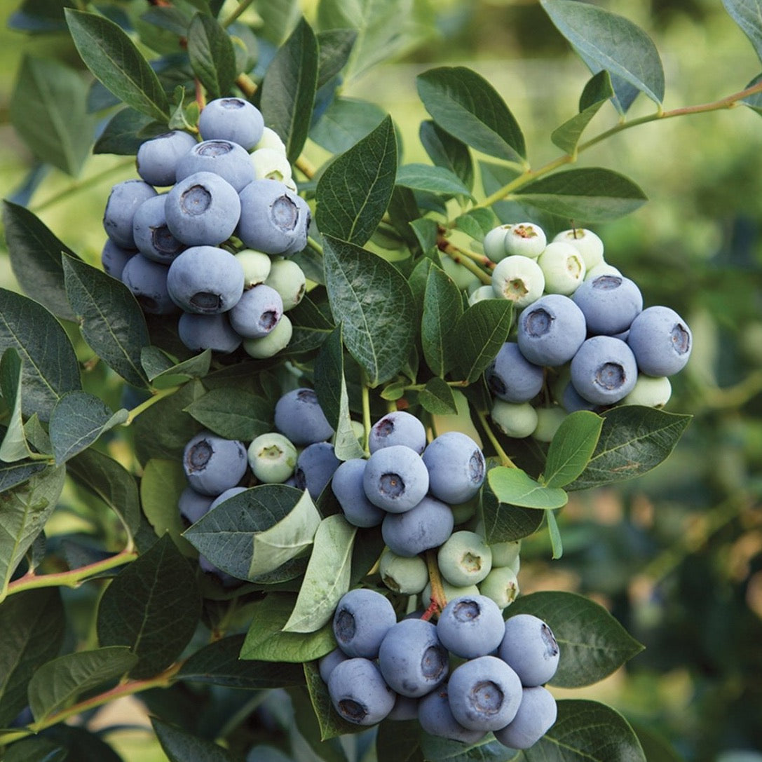 Vaccinium 'Blue ribbon' (Bleuet ‘Blue Ribbon’)